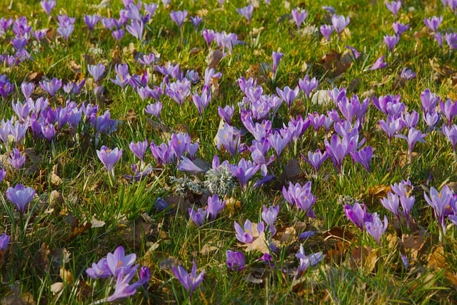 Free Crocus Spring photo and picture