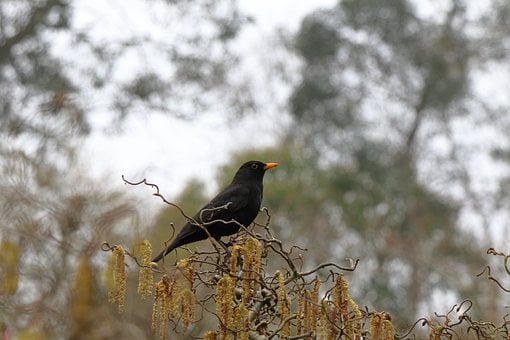 Mirlo, Pájaro De Primavera, Primavera