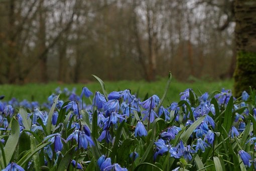 Campanillas, Flores Azules