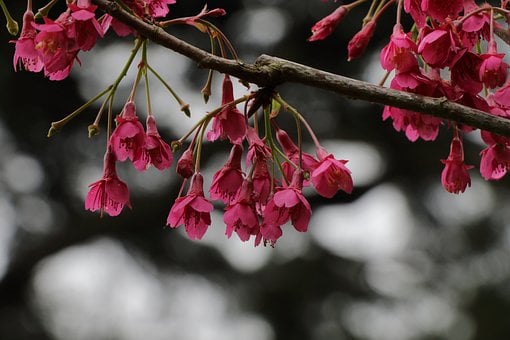 Cereza, Flor De Cereza, Flor Rosa
