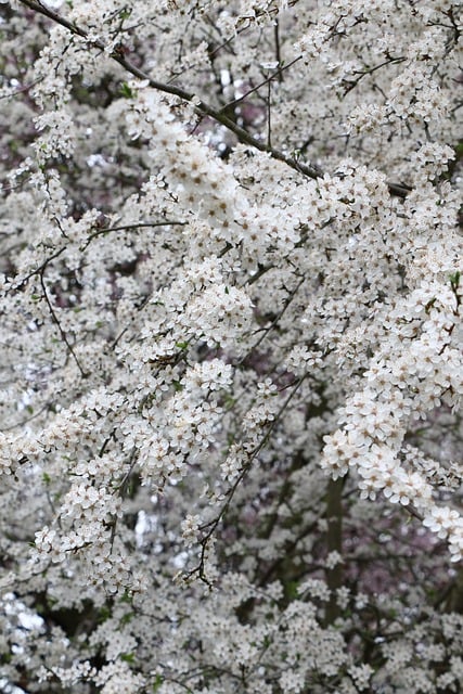 Flores De Cerezo, Cereza, Florecer