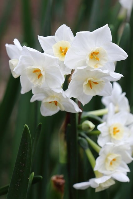 Narciso, Primavera, Naturaleza