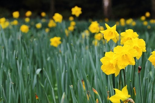 Narcisos, Primavera, Flores De Primavera