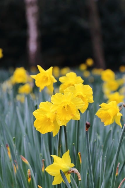 Narcisos, Primavera, Flores De Primavera