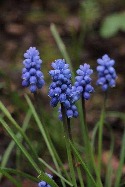 Jacinto De Uva, Primavera, Flor