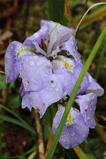 Iris, Iris Morado, Iris De Lluvia