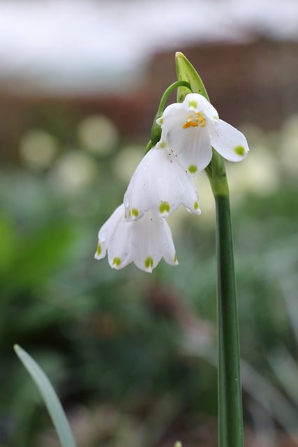 Campanilla De Febrero, Flor