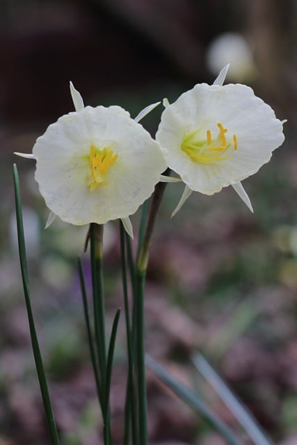 Enagua De Aro Blanco Narciso, Narciso