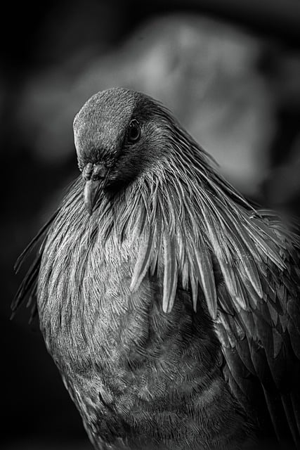 Free Dove Bird photo and picture