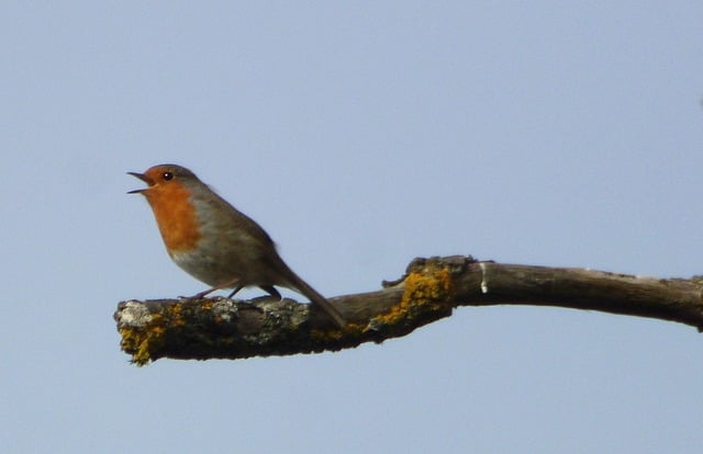 Fugl, Robin, Tilsluttet, Træ, Himmel
