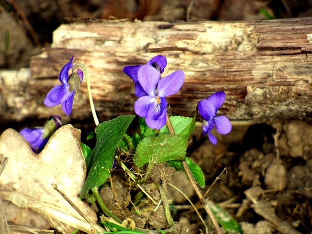 Violer, Blomster, Natur, Skov, Stump