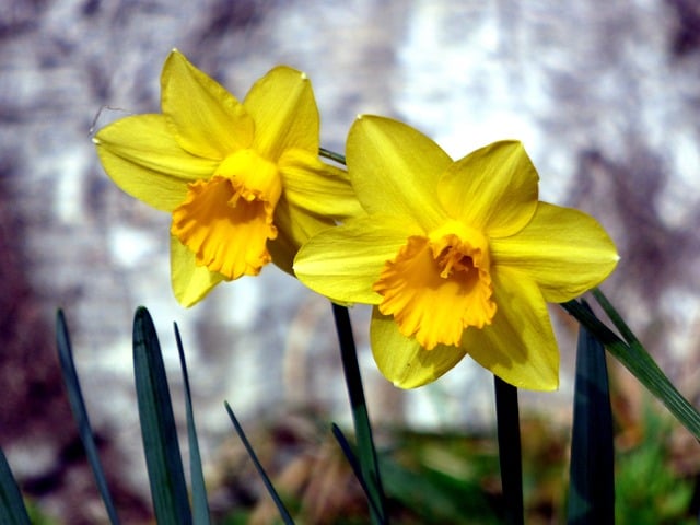Blomster, Farve, Gul, Ark, Grøn, Vag
