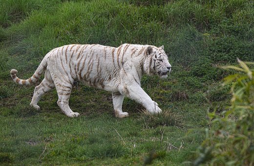 Tigre Blanco, Tigre De Bengala, Tigre