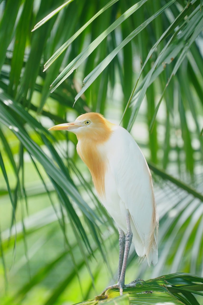 Bubulcus Ibis Bird Animal - Free photo on Pixabay