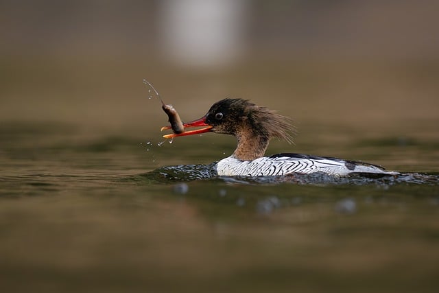 Free Bird Nature photo and picture
