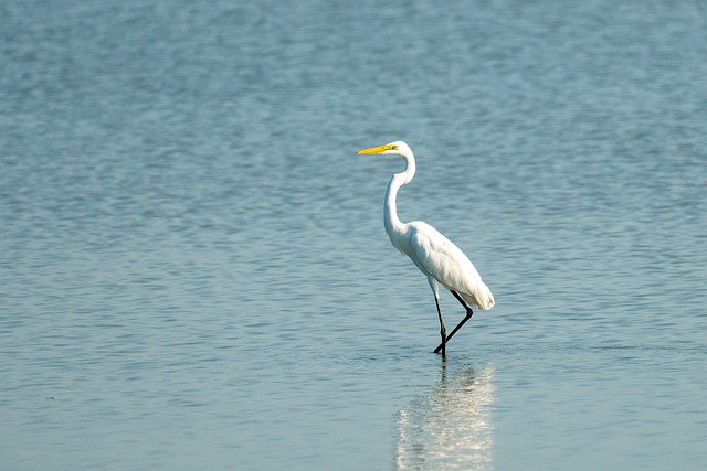 Free Egret Bird photo and picture