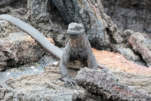 Free Ecuador Nature photo and picture