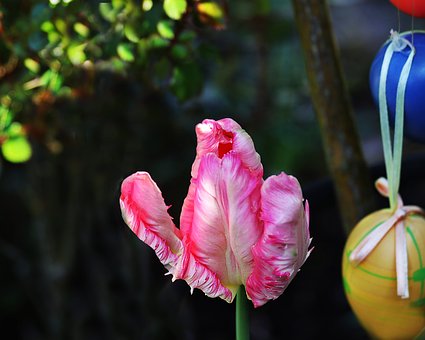 Free Tulip Easter photo and picture