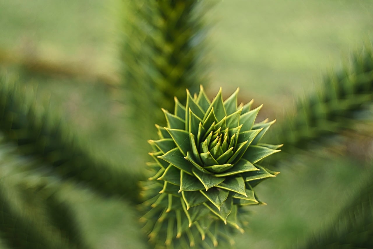 Araucaria - free online jigsaw puzzle photo