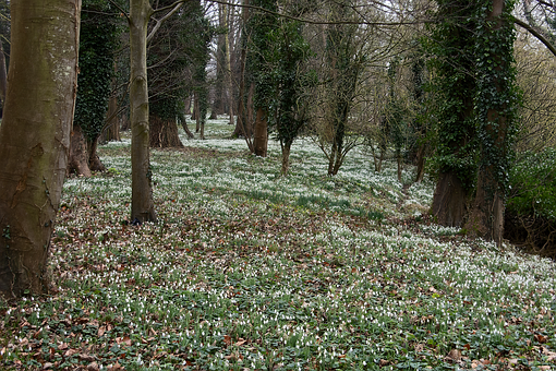 Natur, Schneeglöckchen, Frühling, Blumen