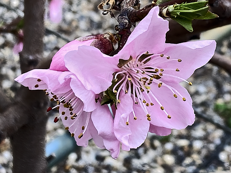Natur, Blume, Blüte, Frühling