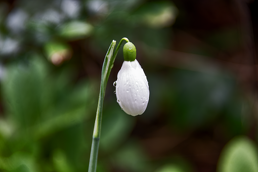 Schneeglöckchen, Natur, Blume, Pflanze