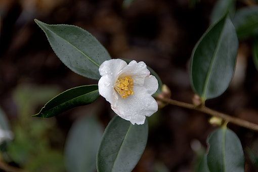 Kamelie, Blume, Weiß, Natur, Frühling