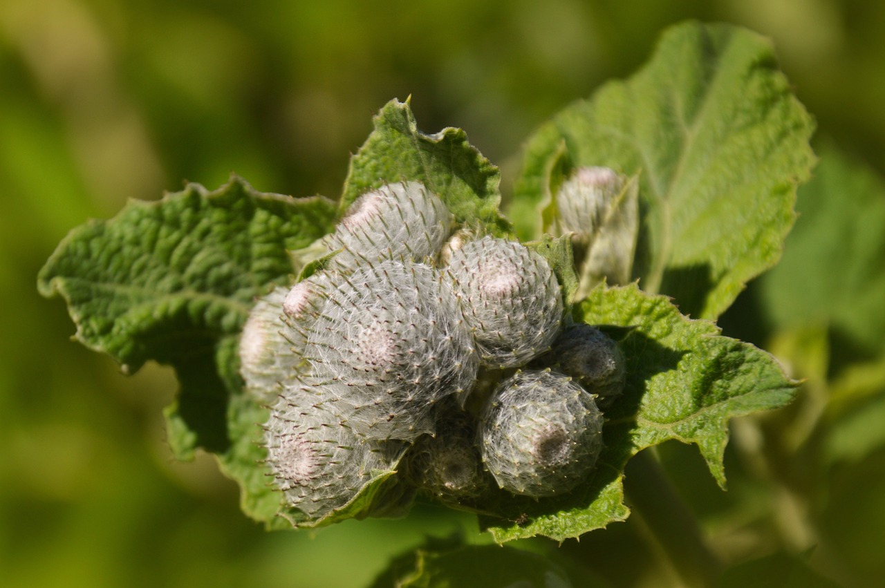 Felt Burdock Woolly Wild - Free photo on Pixabay