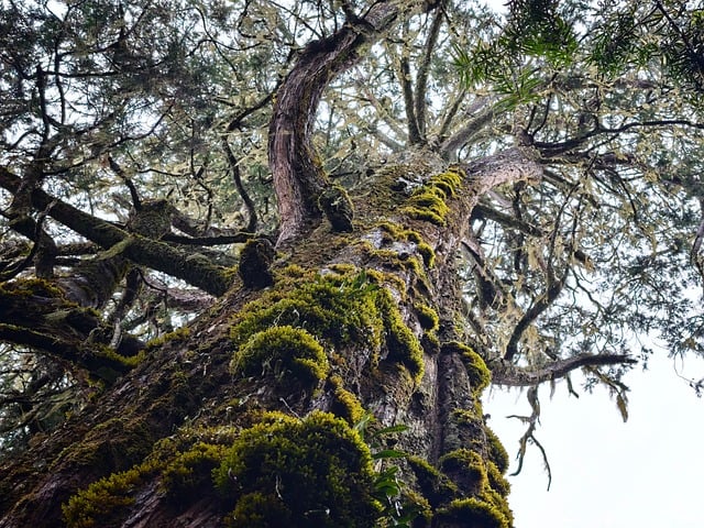 tree, moss, forest, nature, tanzania, kilimanjaro, africa, jungle, bark, mossy, green, dusty, old, rainforest, mountainous, ecosystem, region, landscape, botanical