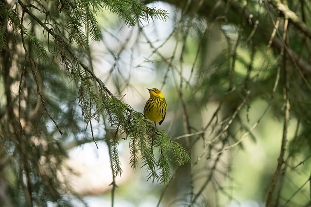 cape may warbler, warbler, wildlife, bird, nature, ontario, canada, long point