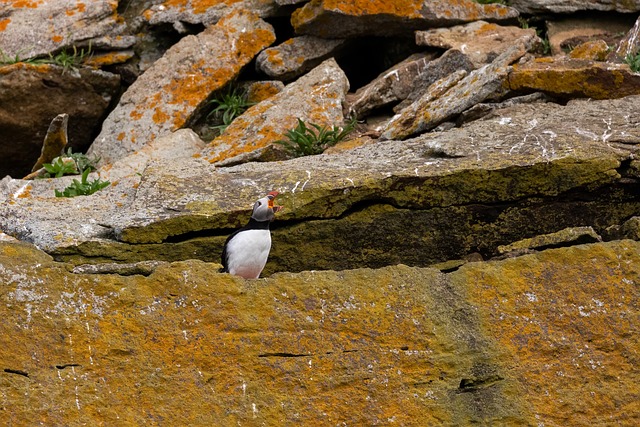 Free Puffin Bird photo and picture