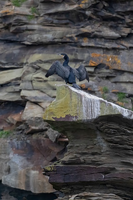 Free Cormorant Bird photo and picture