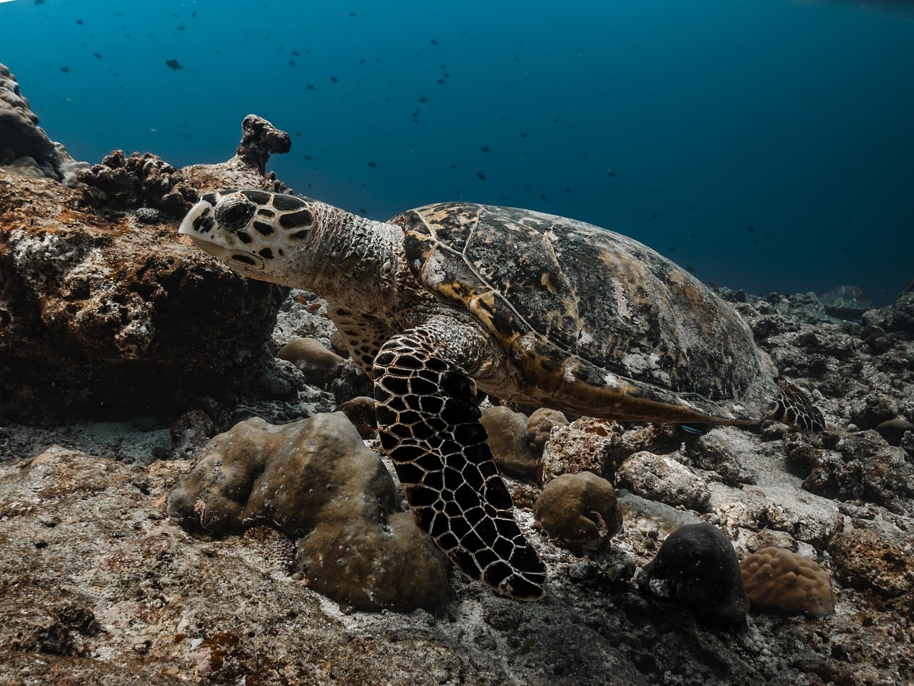 Tortoise - free online jigsaw puzzle photo