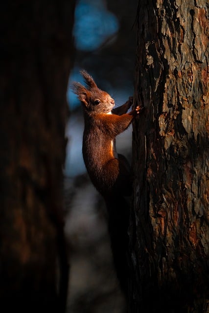 Free Squirrel Red Squirrel photo and picture
