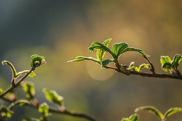 leaves, spring, green, nature, twig, bokeh background, morning light, buds, sprouting, serenity, life cycle, morning freshness, brightness, backlight, natural calm, branch, botanical, growth, sunshine, warmth