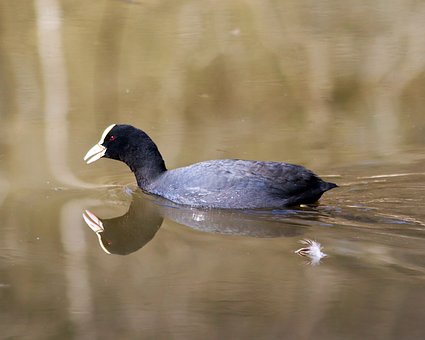 Free Duck Coot photo and picture
