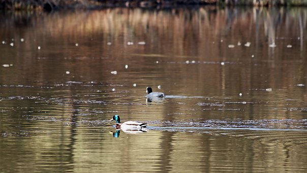 Free Lake Nature photo and picture