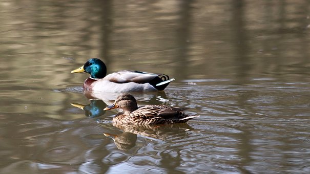 Free Lake Nature photo and picture