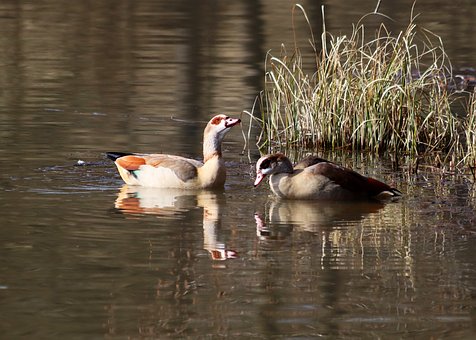 Free Birds Egyptian Geese photo and picture
