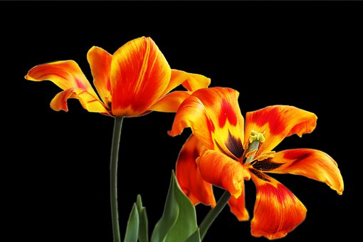 Free Tulips Faded photo and picture