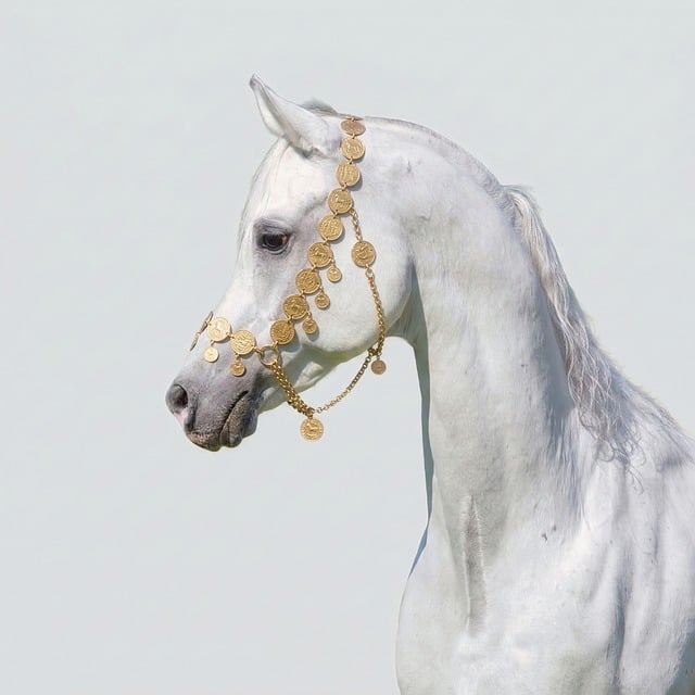 Pur-Sang Arabe Cheval - Photo gratuite sur Pixabay