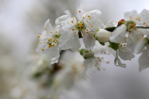Blomst, Forår, Have, Træ, Hvid, Delikat