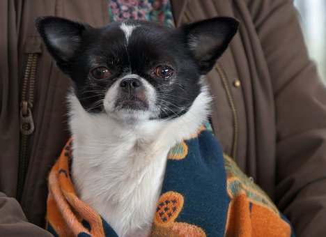 Chihuahua, Hund, Japansk Hage, Kryds