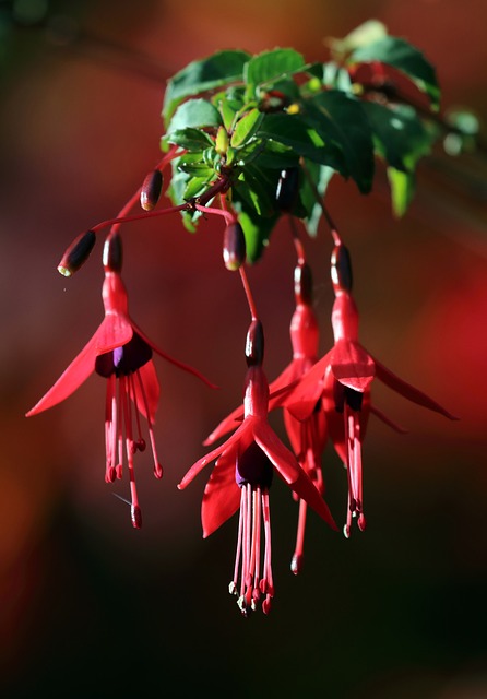 Blomster, Rød, Have, Efterår, Tæt På