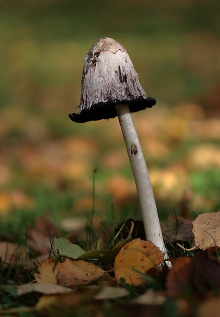 Champignon, Svampe, Svamp, Natur, Have