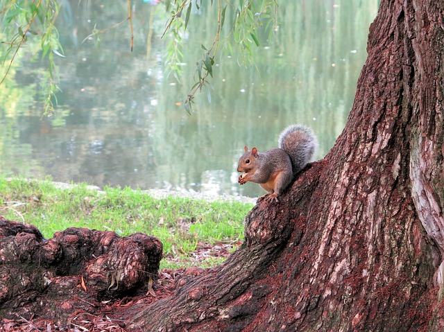 Free Grey Squirrel Squirrel photo and picture