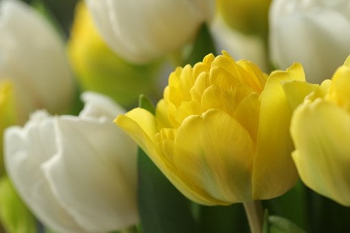 Flores, Tulipanes, Verdura