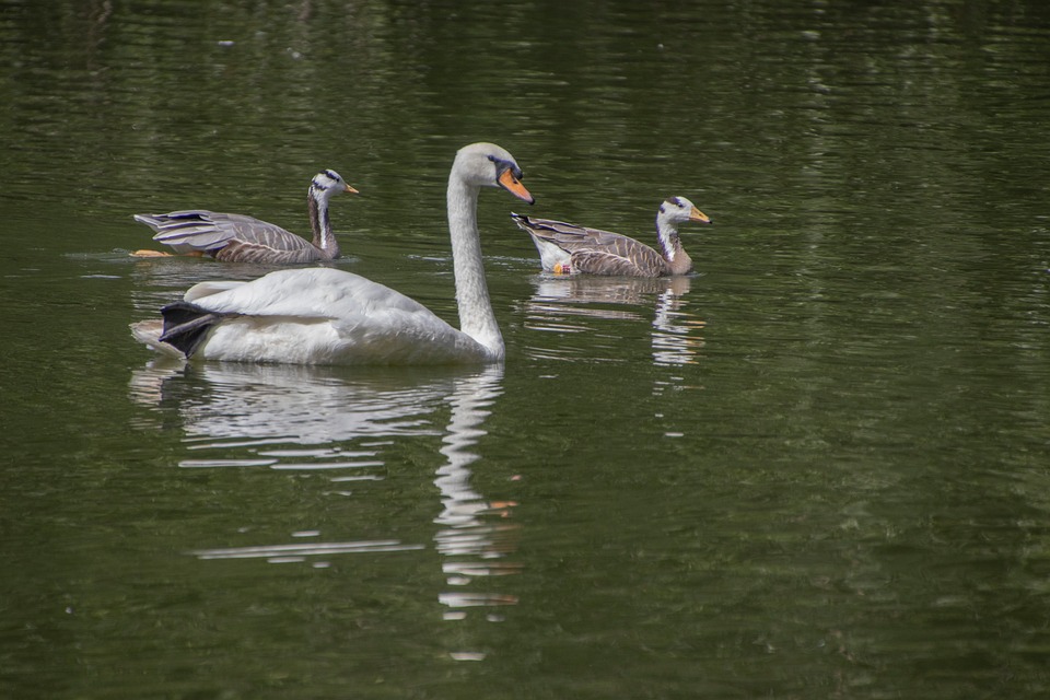 Swan Barhead Goose Birds - Free photo on Pixabay