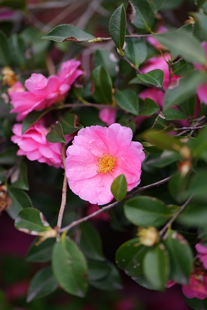 Blume, Natur, Frühling