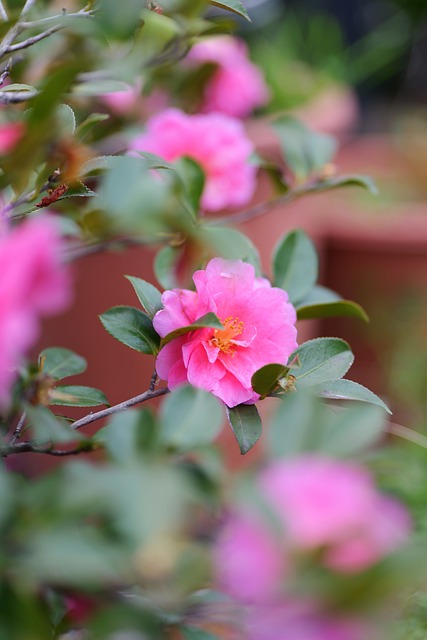 Natur, Blume, Frühling